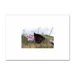 Erebia Pronoe Rila (Bulgaria Butterfly) Sticker A4 (10 pack)