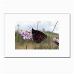 Erebia Pronoe Rila (Bulgaria Butterfly) Postcard 4 x 6  (Pkg of 10)