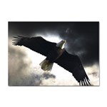 Eagle Storm  Sticker A4 (100 pack)