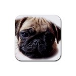 PUG Rubber Square Coaster (4 pack)