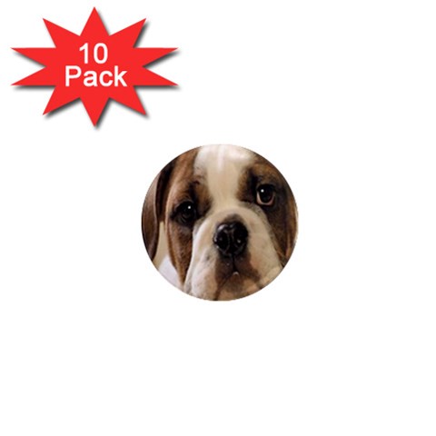 American Bulldog Puppy 1  Mini Magnet (10 pack) from UrbanLoad.com Front