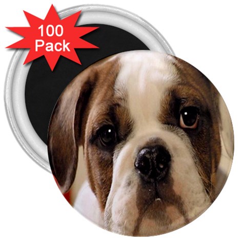 American Bulldog Puppy 3  Magnet (100 pack) from UrbanLoad.com Front