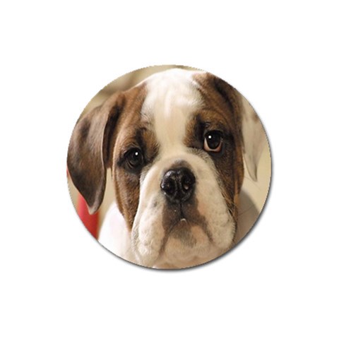 American Bulldog Puppy Magnet 3  (Round) from UrbanLoad.com Front