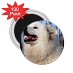 American Eskimo Dog 2.25  Magnet (100 pack)