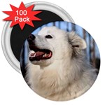 American Eskimo Dog 3  Magnet (100 pack)