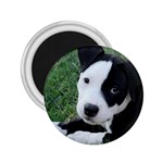 American Pit Bull Puppy 2.25  Magnet