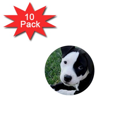 American Pit Bull Puppy 1  Mini Magnet (10 pack) from UrbanLoad.com Front