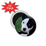 American Pit Bull Puppy 1.75  Magnet (10 pack)