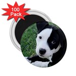 American Pit Bull Puppy 2.25  Magnet (100 pack)