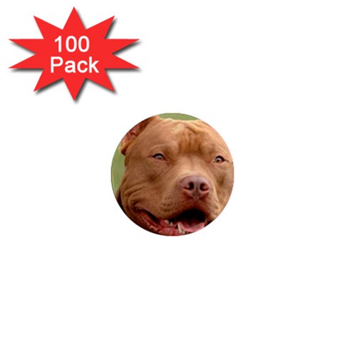 American Pit Bull Terrier 1  Mini Magnet (100 pack) from UrbanLoad.com Front