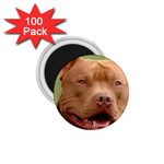 American Pit Bull Terrier 1.75  Magnet (100 pack)