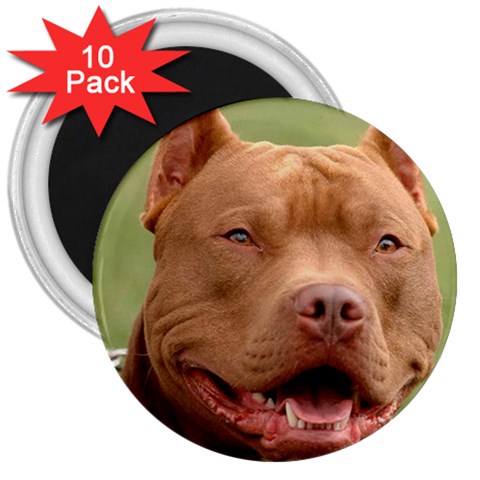 American Pit Bull Terrier 3  Magnet (10 pack) from UrbanLoad.com Front