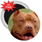 American Pit Bull Terrier 3  Magnet (10 pack)