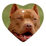American Pit Bull Terrier Ornament (Heart)