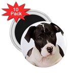 American Staffordshire Puppy 2.25  Magnet (10 pack)