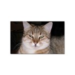 Cat Sticker Rectangular (100 pack)