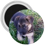 German Shepherd Puppy 3  Magnet