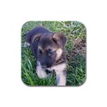 German Shepherd Puppy Rubber Square Coaster (4 pack)