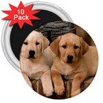 Labrador  Puppy 2 3  Magnet (10 pack)