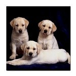 Labrador-Puppy 3 Tile Coaster