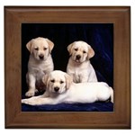 Labrador-Puppy 3 Framed Tile