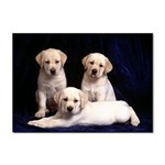 Labrador-Puppy 3 Sticker A4 (10 pack)
