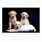 Labrador-Puppy 3 Postcards 5  x 7  (Pkg of 10)