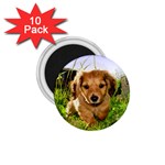 Puppy In Grass 1.75  Magnet (10 pack) 