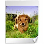Puppy In Grass Canvas 12  x 16 