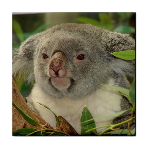 Koala Bear Tile Coaster from UrbanLoad.com Front