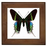 Butterfly M6 Framed Tile