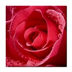 Glorious Pink Rose Flower Tile Coaster