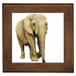 Elephant Animal M9 Framed Tile
