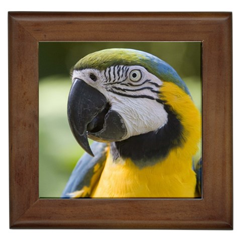 Handsome Parrot Framed Tile from UrbanLoad.com Front