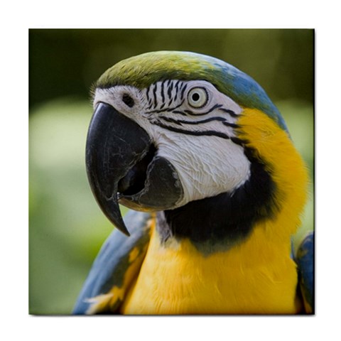 Handsome Parrot Tile Coaster from UrbanLoad.com Front