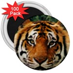 Tiger 3  Magnet (100 pack)