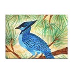 Blue Jay Sticker A4 (100 pack)