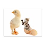 Kitten in an egg with chick Sticker A4 (100 pack)