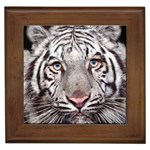 white tiger Framed Tile