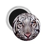 white tiger 2.25  Magnet