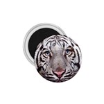 white tiger 1.75  Magnet