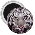 white tiger 3  Magnet