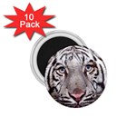 white tiger 1.75  Magnet (10 pack) 