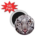 white tiger 1.75  Magnet (100 pack) 