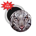 white tiger 2.25  Magnet (10 pack)