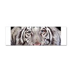 white tiger Sticker (Bumper)