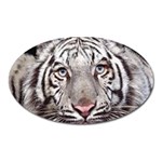 white tiger Magnet (Oval)