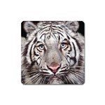 white tiger Magnet (Square)