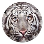 white tiger Magnet 5  (Round)