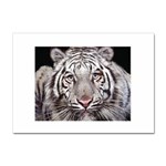 white tiger Sticker A4 (10 pack)